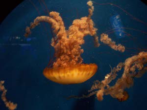 The arms of this orange brown jellyfish are 'fuzzy'