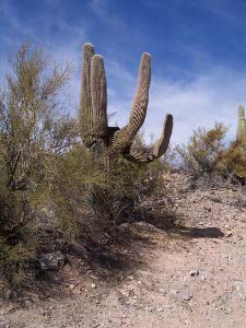 A large saguaro cactus is silhouetted against the blue sky with white clouds, with a sandy embankment in the foreground