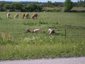 Five cows and four pigs enjoy the green pasture