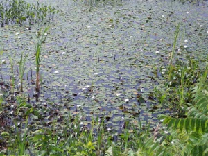 The water lilies form a scene which looks exactly like a pointilist painting, green and brown and shiny reflection of the sky.