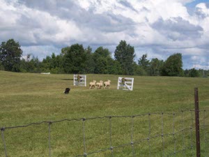 The dog maneuvers the sheep through the gate