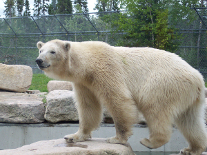 The polar bear seems so close, stepping on the rocks near the pond