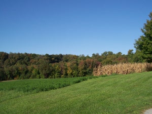 Fields of hay and corn ready for harvest with trees in the background