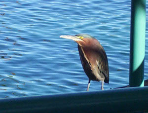 Standing on a pier, the bird has squat wide legs, darker shaded wings, a russet brown breast, dark green head, and a grey-white bill.