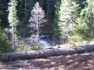 sheltered patches of snow in a forest of tall evergreens