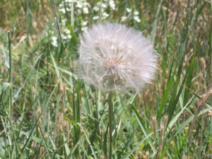 Dandelion puff ball