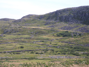 Dozens of low rock dry walls separate small fields once used by outport dwellers
to supplement their diet of fish.