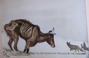 Charles Russell illustration of starving cow facing three wolves