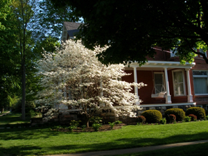 Flowering dogwood tree