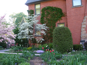 Tulip Garden, Marshall, Michigan