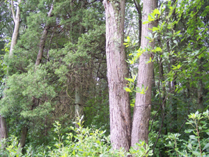 Pine Barrens forest with mixed foliage