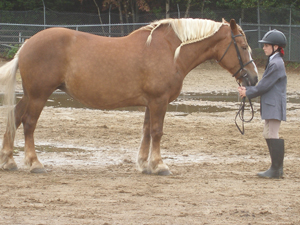 Horseshow showmanship entrant