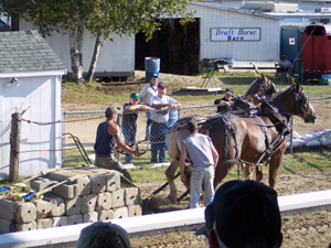 Preparing for the horse pull