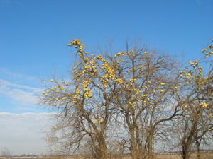 A tree with strange fruit