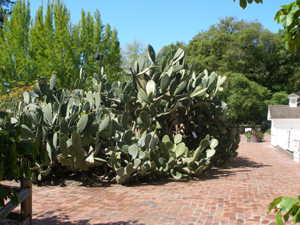 Spineless cactus