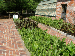 Calla lilies