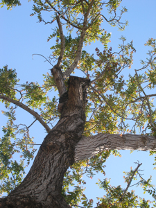 Old Paradox Walnut tree