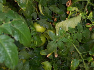 A green tomato