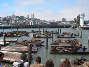 Sea lions at Pier 39