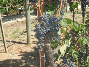 Merlot grapes