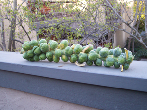 Brussels sprouts stalk