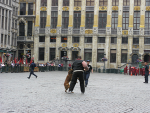 Belgian police dog at work