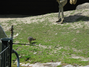 The baby ostrich