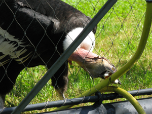 The condor gets a drink