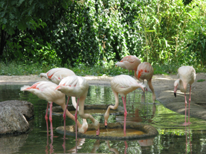 A group of flamingos