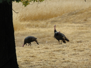 Wild turkeys