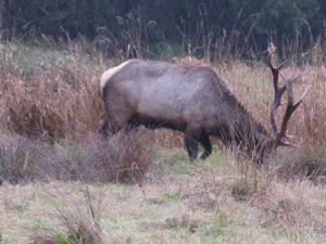 Roosevelt Elk