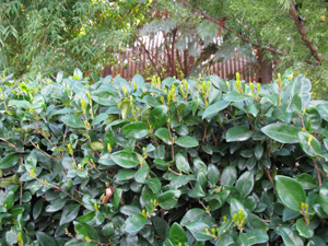 Hedge with spring growth