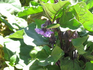 An eggplant blossom