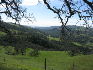 Green Springtime hills