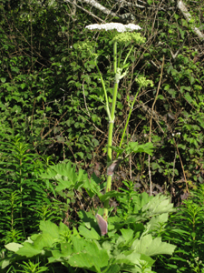 The flower grows from a very broad leafed green plant, with a thick fast growing stem that can extend six to eight feet or more; the flowers are visible as swellings on the stem, which later flatten out into a six-inch cluster of tiny white flowers.