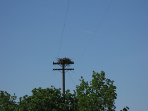 On top of the higher cross bar of the power pole the grey-brown eagle nest has been built of good sized sticks, making it quite noticeable (and of course quite inapproachable)
