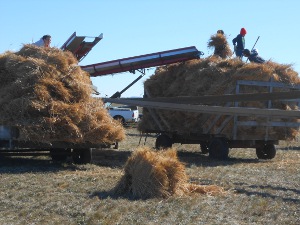 A large wagon of wheat is fed into the input belt of a steam thresher