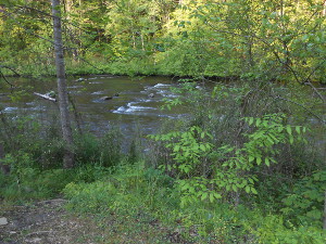 Springtime mountain stream