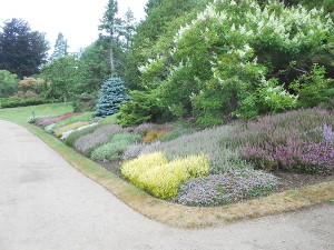A bed with about a dozen kins of heather next to the walking path, each with a different gentle color of violet or green or white or yellow
