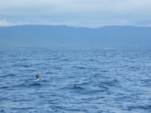 The puffin, with its dark wings sticking up, is visible as a small bird just above the water