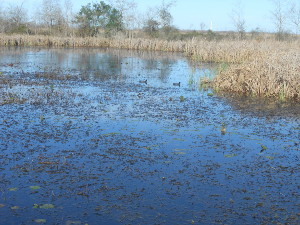 With tan marsh grasses in the background, and water plants on the surface, the ducks find their way through the marsh, dabbling for food