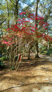 Against a background of pine trees, the tree in the foreground is covered in pink flowers.