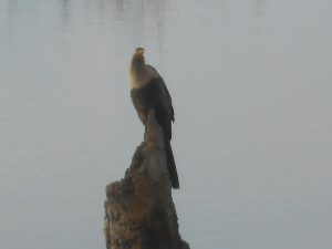 When the land was flooded with brackish water, the palm trees died, leaving stumps without fronds, where anhingas like this one like to perch.