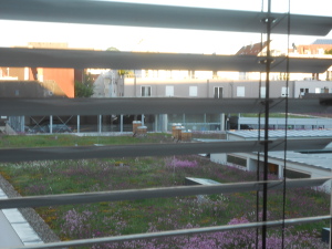 the picture of the green roof and beehives was taken from the hotel room but we could not raise the shutters, only open them wide.