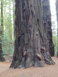 Dozens of burls or gnarls or whatever-they're called dot the trunk at the base of this redwood tree.